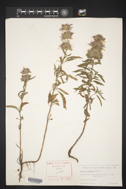 Monarda citriodora image