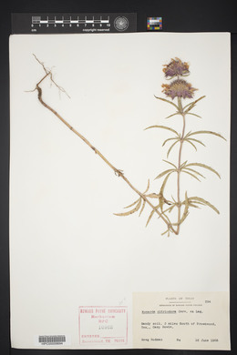 Monarda citriodora image