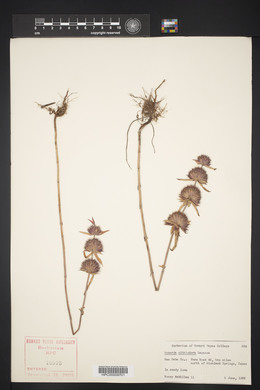 Monarda citriodora image