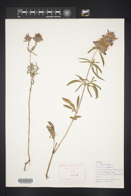 Monarda citriodora image