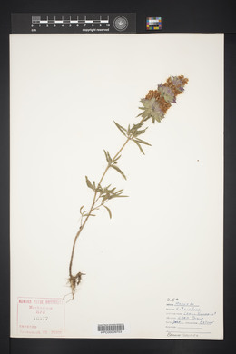 Monarda citriodora image