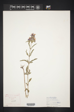 Monarda citriodora image