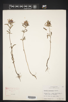 Monarda citriodora image