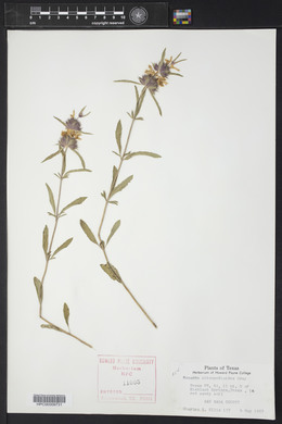 Monarda clinopodioides image