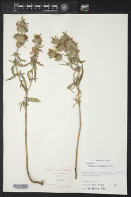 Monarda pectinata image