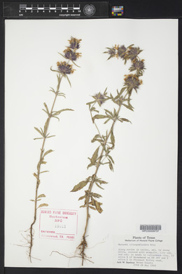 Monarda clinopodioides image