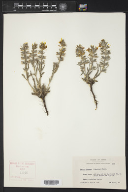 Salvia texana image