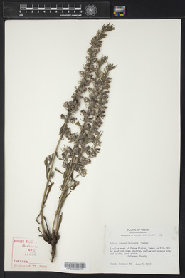 Salvia texana image