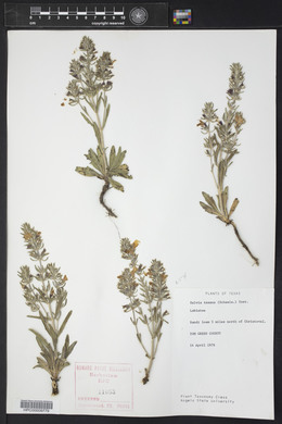 Salvia texana image