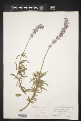 Salvia farinacea image