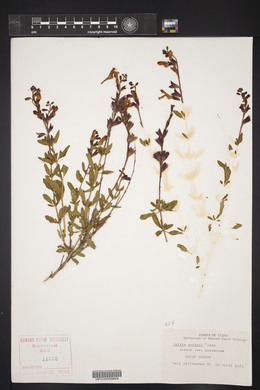 Salvia greggii image