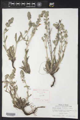 Salvia texana image