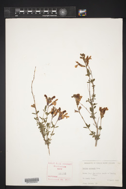 Salvia greggii image