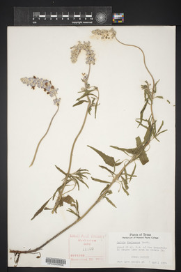 Salvia farinacea image