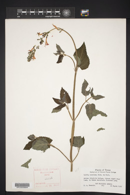 Salvia coccinea image