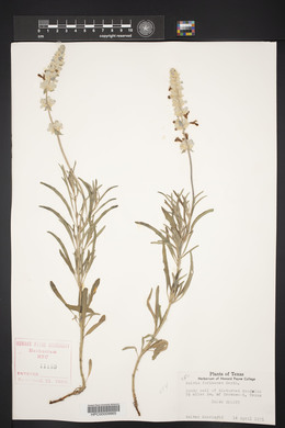 Salvia farinacea image