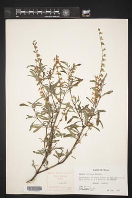 Salvia reflexa image