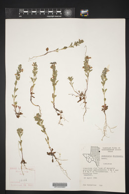 Scutellaria drummondii image