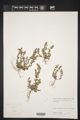 Scutellaria drummondii image