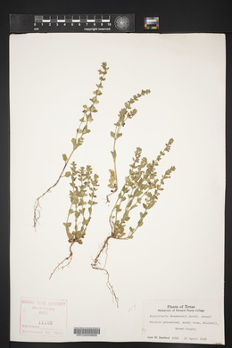 Scutellaria drummondii image