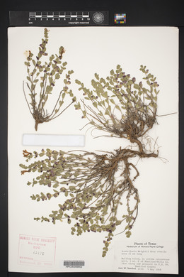 Scutellaria wrightii image