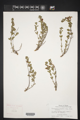 Scutellaria wrightii image