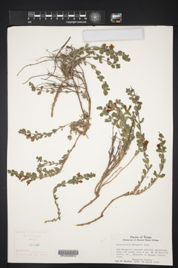 Scutellaria wrightii image