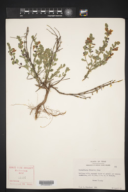 Scutellaria wrightii image