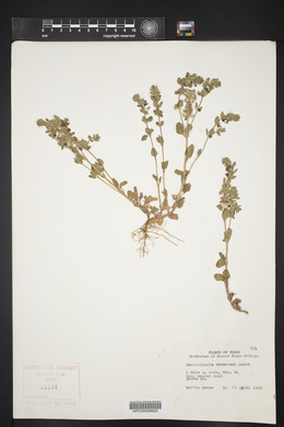 Scutellaria drummondii image