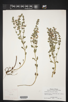 Scutellaria drummondii image