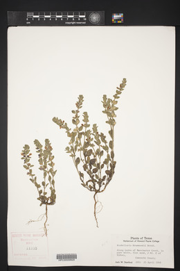 Scutellaria drummondii image