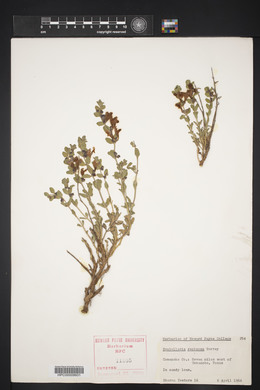 Scutellaria resinosa image