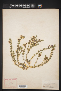 Scutellaria resinosa image