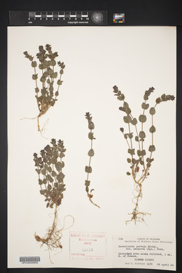 Scutellaria parvula image