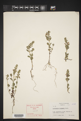 Scutellaria drummondii image