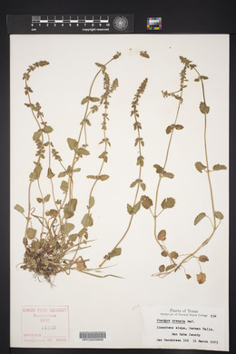 Stachys crenata image