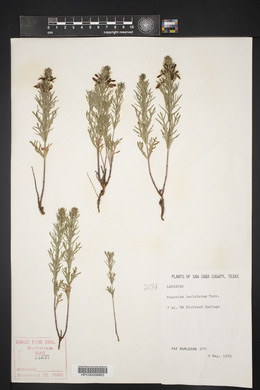 Teucrium laciniatum image