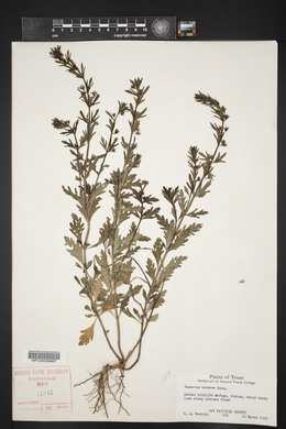 Teucrium cubense image