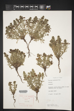 Teucrium laciniatum image