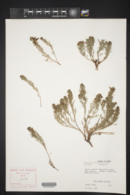 Teucrium laciniatum image