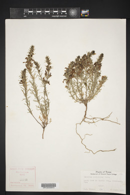 Teucrium laciniatum image