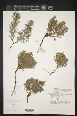 Teucrium laciniatum image