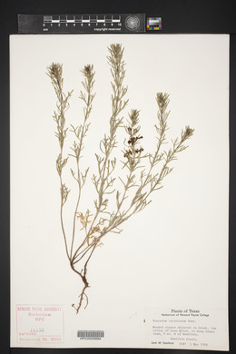 Teucrium laciniatum image