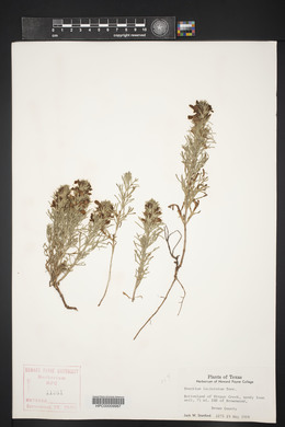 Teucrium laciniatum image