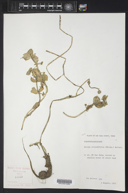 Bacopa rotundifolia image