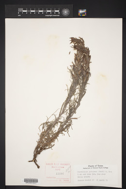 Castilleja purpurea image