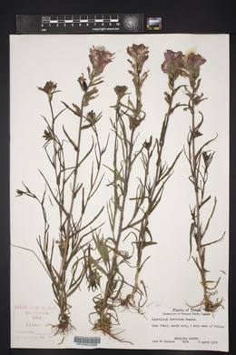 Castilleja indivisa image