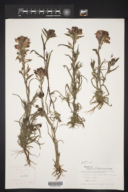 Castilleja latebracteata image