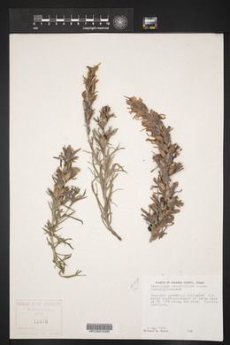 Castilleja sessiliflora image