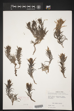 Castilleja sessiliflora image